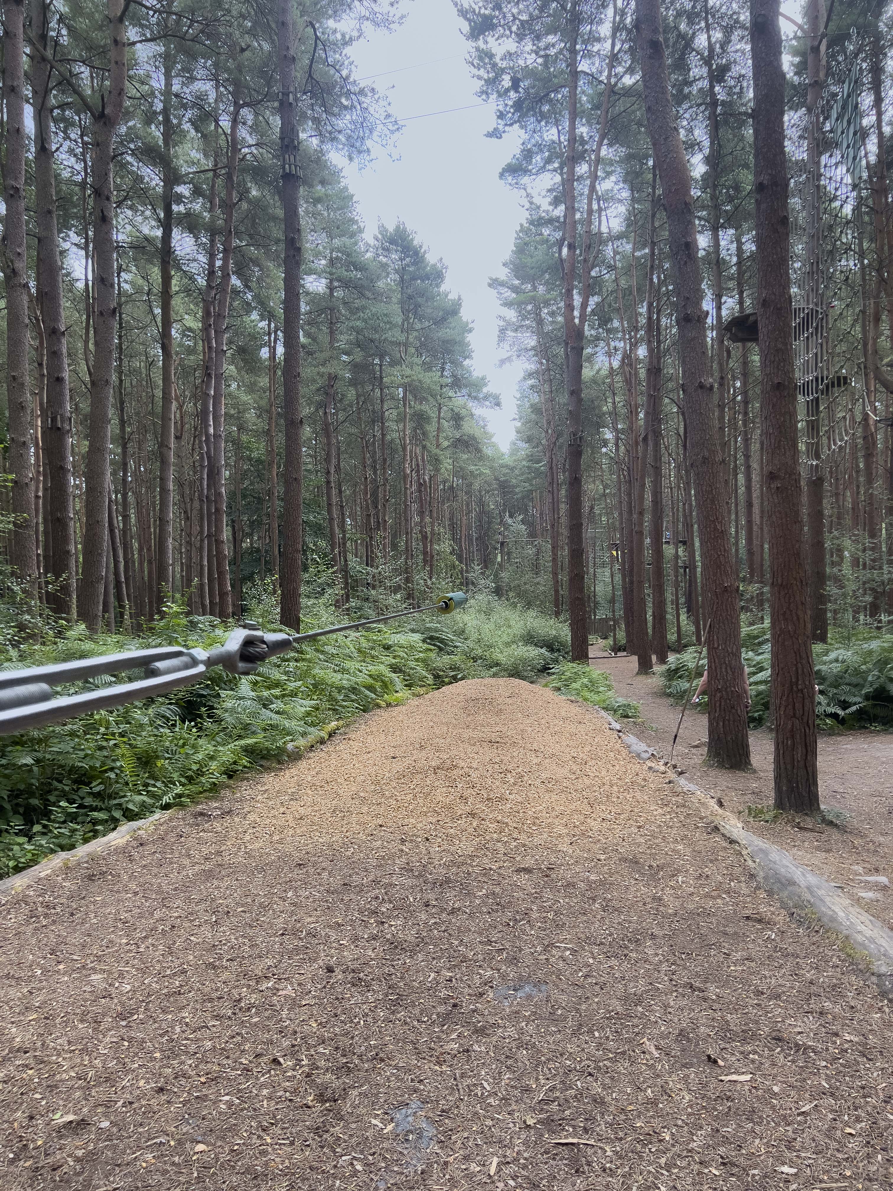 The forest with the main zipline